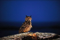 Eurasian eagle-owl (Bubo bubo) perched on rock at night, Norway, July.
