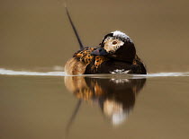 Long-tailed duck (Clangula hyemalis) reflected in water, Spitsbergen, Svalbard, Norway, July.