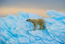 Polar bear (Ursus maritimus) walking over blue ice,  Nordaustlandet, Svalbard, Norway, July.