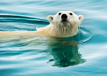 Polar bear (Ursus maritimus) swimming through still waters, Nordaustlandet, Svalbard, Norway, July.