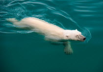 Polar bear (Ursus maritimus) swimming, Nordaustlandet, Svalbard, Norway, July.