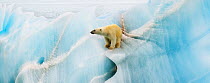 Polar bear (Ursus maritimus) climbing over blue ice, Nordaustlandet, Svalbard, Norway, July.