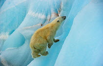 Polar bear (Ursus maritimus) climbing blue ice, Nordaustlandet, Svalbard, Norway, July.