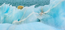 Polar bear (Ursus maritimus) resting on blue ice, Nordaustlandet, Svalbard, Norway, July.