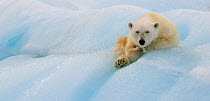 Polar bear (Ursus maritimus) resting in ice, Nordaustlandet, Svalbard, Norway, July.