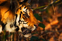 Bengal tiger (Panthera tigris tigris) portrait, Bandhavgarh National Park, India.