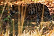 Bengal tiger (Panthera tigris tigris) pacing through the habitat, Bandhavgarh, India