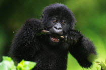 Mountain gorilla (Gorilla beringei beringei) baby chewing on stick, Virunga, Rwanda.