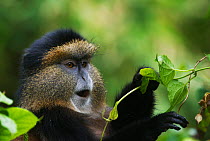 Golden monkey (Cercopithecus kandti) foraging, portrait, Virunga, Rwanda.