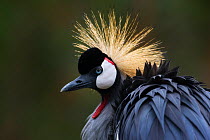 Grey crowned crane (Balearica regulorum) portrait, Virunga, Rwanda.