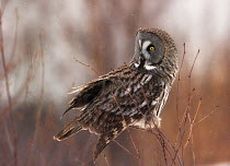 Great grey owl (Strix nebulosa lapponica) perched, Lappland, Finland, March.