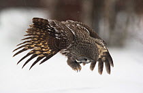Great grey owl (Strix nebulosa lapponica) hunting in snow, Lappland, Finland, March.