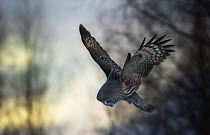 Great grey owl (Strix nebulosa lapponica) hunting in flight, Lapland, Finland, March.