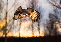 Great grey owl (Strix nebulosa lapponica) in flight, in front of forest, Lappland, Finland, March.