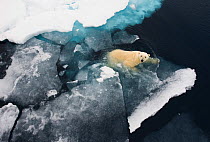 Polar bear (Ursus maritimus) swimming at edge of ice floe, aerial view, Svalbard, Norway, July.