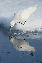 Ivory gull (Pagophila eburnea) drinking with reflection in water, Svalbard, Norway, July.