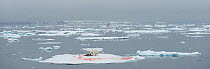 Polar bear (Ursus maritimus) with radio collar, feeding on seal on iceberg, Svalbard, Norway, July.