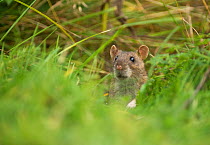 Brown rat (Rattus norvegicus) standing in grass, Oslo, Norway