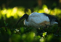 African sacred ibis (Threskiornis aethiopicus) perched on branch, Lake Naivasha, Kenya.
