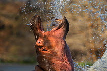 Hippopotamus (Hippopotamus amphibius) rearing head out of water, creating spray, Lake Naivasha, Kenya.