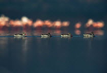 Cape teal (Anas capensis) group swimming past Lesser flamingos (Phoenicopterus minor) Lake Nakuru, Kenya.