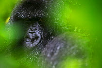Mountain gorilla (Gorilla beringei beringei) portrait, obscured by leaves, Volcanoes National Park, Virungas, Rwanda