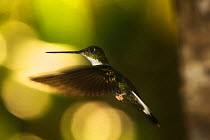 Collared inca hummingbird (Coeligena torquata) in flight with bokeh affect in background, Ecuador