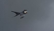 Swallow-tailed kite (Elanoides forficatus) in flight, Ecuador