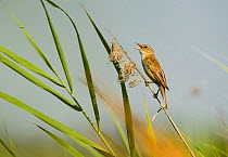 Pallas's grasshopper warbler (Locustella certhiola) perched on reed singing, Hungary, July.
