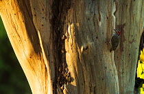 Nubian woodpecker (Campethera nubica nubica) foraging on dead wood. Samburu, Kenya