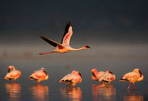 Lesser flamingo (Phoenicopterus minor) one flying and five resting in Lake Nakuru, Kenya