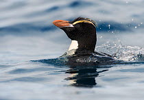 Erect-crested penguin (Eudyptes sclateri) surfacing near Bounty Island, Sub-Antarctic New Zealand, March. Endangered species.