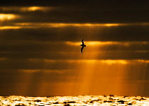 Soft-plumaged petrel (Pterodroma mollis mollis) in flight at sunset, with rays of light shining from clouds, near Antipodes Island, Sub-Antarctic New Zealand, March.