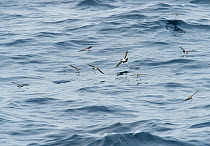 White-faced storm petrels (Pelagodroma marina maoriana) flying over sea, and walking on the water, Chatham Islands, New Zealand