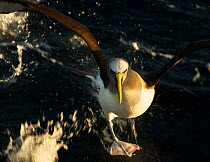Buller's albatross (Thalassarche bulleri) taking off from water, near Chatham Islands, New Zealand, March.