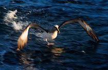 Buller's albatross (Thalassarche bulleri) taking off water, near Chatham Islands, New Zealand, March.