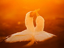 Nazca booby (Sula granti) courtship behavior at sunset. Galapagos Islands.