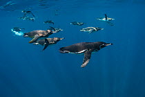 Galapagos penguin (Spheniscus mendiculus) group underwater, Galapagos. Endemic.