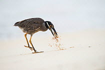 Yellow-crowned night heron (Nyctanassa violacea pauper) catching Ghost crab (Ocypode) on  beach, Galapagos.