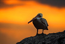 Brown pelican (Pelecanus occidentalis urinator) on coast at sunset, Galapagos.