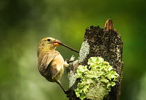 Woodpecker finch (Camarhynchus pallidus) using stick as a tool for foraging, Galapagos. Endemic.