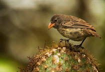 Common cactus finch (Geospiza scandens intermedia) on cactus, Galapagos. Endemic.
