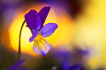 Heartsease / Wild pansy (Viola tricolor) flower, Norway, May.