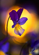 Heartsease / Wild pansy (Viola tricolor) flower, Norway, May.