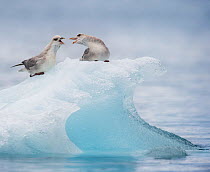 Northern fulmars (Fulmarus glacialis) squabbling on iceberg, Hornsund, Svalbard, Norway, June.