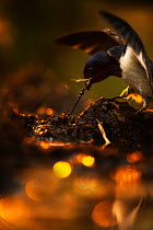 Barn swallow (Hirundo rustica) in mud collecting nesting material, collecting nesting material, with golden bokeh affect in puddle, Svalbard, Norway, June.