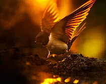 Barn swallow (Hirundo rustica) in mud collecting nest building materials, with wings outstretched backlit, Svalbard, Norway, June.