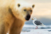 Polar bear (Ursus maritimus) and Glaucous gull (Larus hyperboreus) in Svalbard, Norway, July 2014.