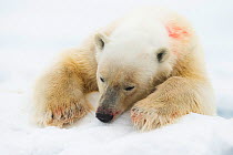 Polar bear (Ursus maritimus) resting on snow, Svalbard, Norway, July.