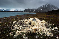Dead Polar bear (Ursus maritimus) on shore of Liefdefjorden, partially decomposed with fur surrounding it. Svalbard, Norway
